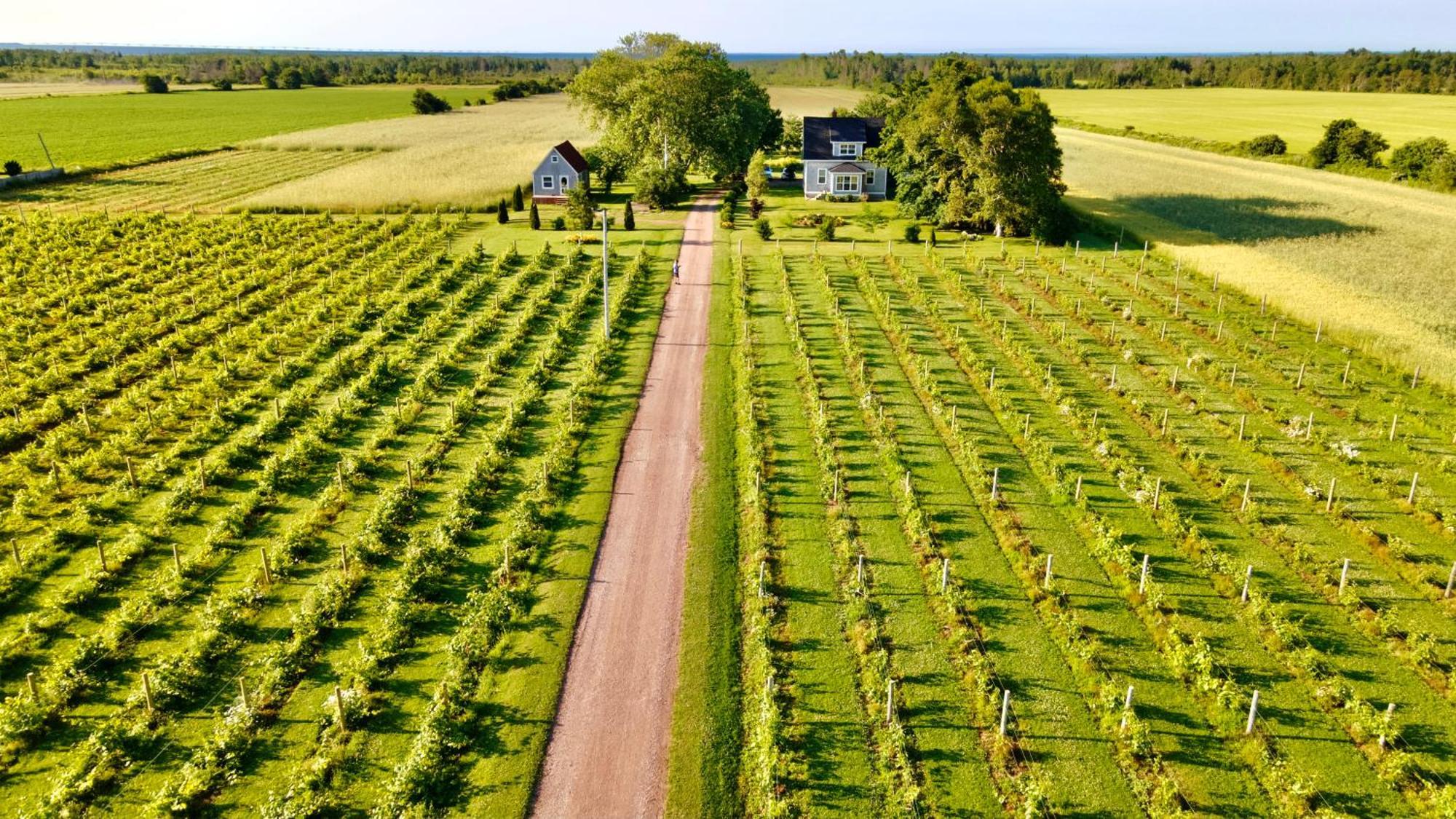 Sunbury Cove Winery Bed & Breakfast Miscouche Exterior foto